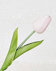 Real ouch Tulip Stem