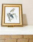 Vintage Framed Bird Art Print