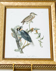 Vintage Framed Bird Art Print