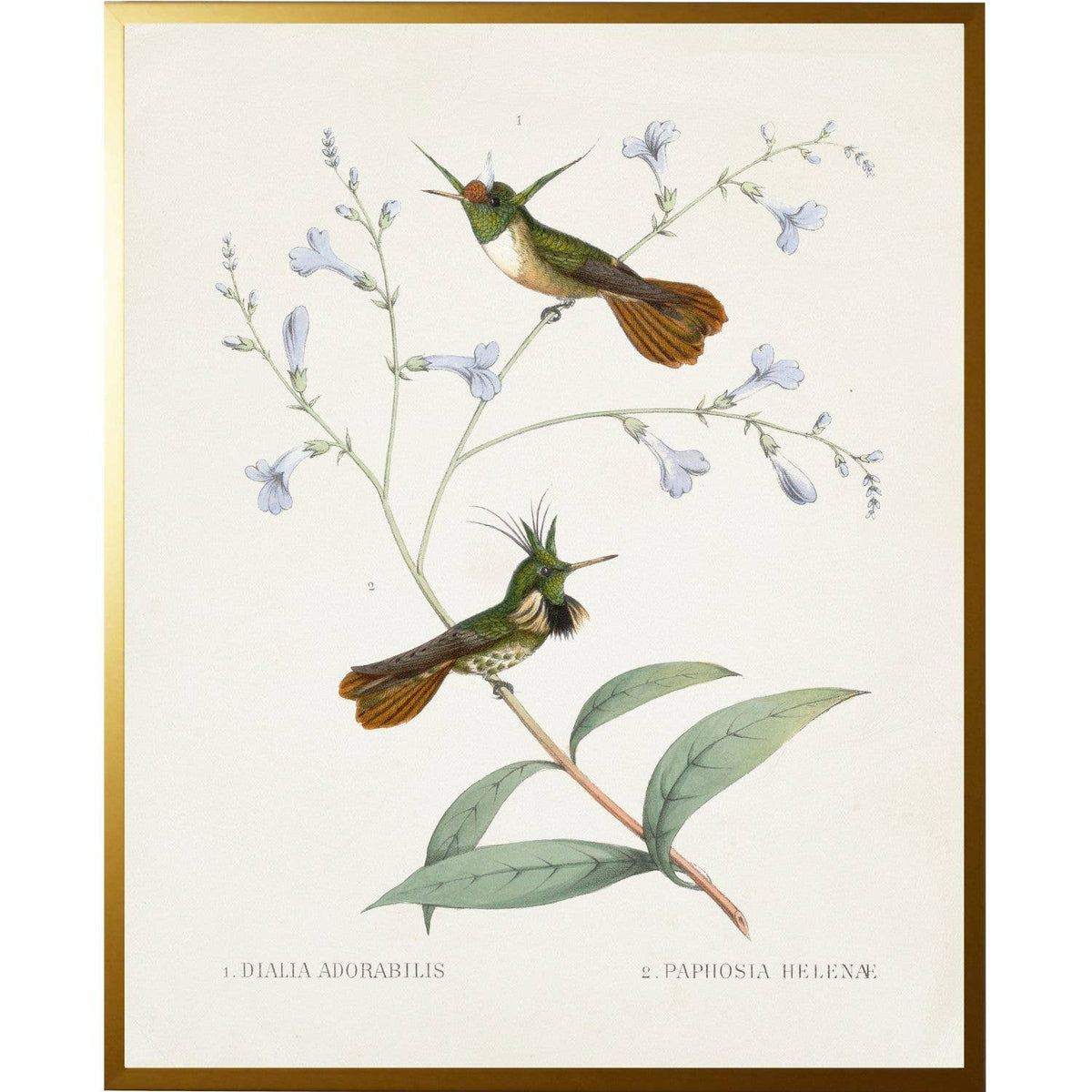 Vintage Hummingbird S On A Distressed Background