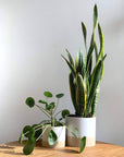 Modern Ceramic Planter Pots