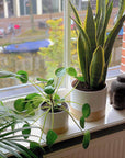 Modern Ceramic Planter Pots