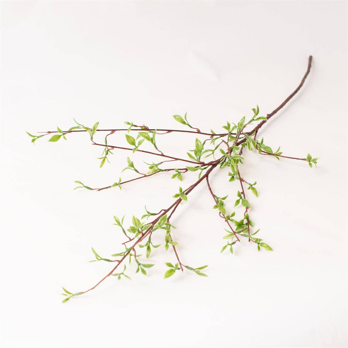 Willow Buds Branch