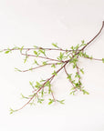 Willow Buds Branch