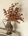 Maroon Mini Daisy Bush