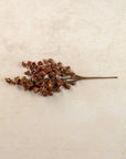 Maroon Mini Daisy Bush