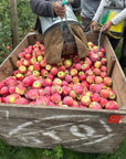 Apple Harvest Goat Milk Soap