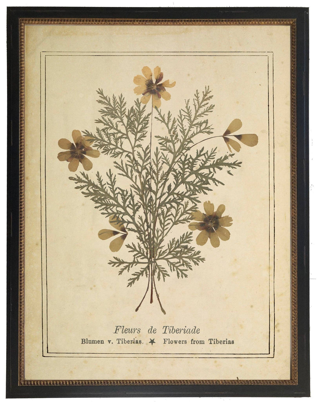 Pressed Flower Bookplate From 1900