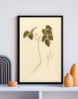 Botanical Vinus Vintage Art Print