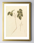 Botanical Vinus Vintage Art Print