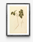 Botanical Vinus Vintage Art Print