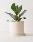 8" Minimal Planter | Raw Stoneware