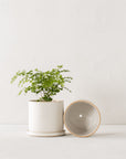 6" Minimal Planter | Stoneware