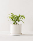 6" Minimal Planter | Stoneware