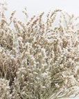 Dried Flower German Statice Bundles