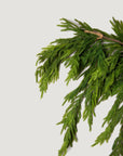 Real Touch Norfolk Pine Dripping Garland - 40"