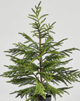 Artificial Norfolk Pine Tree - 36"