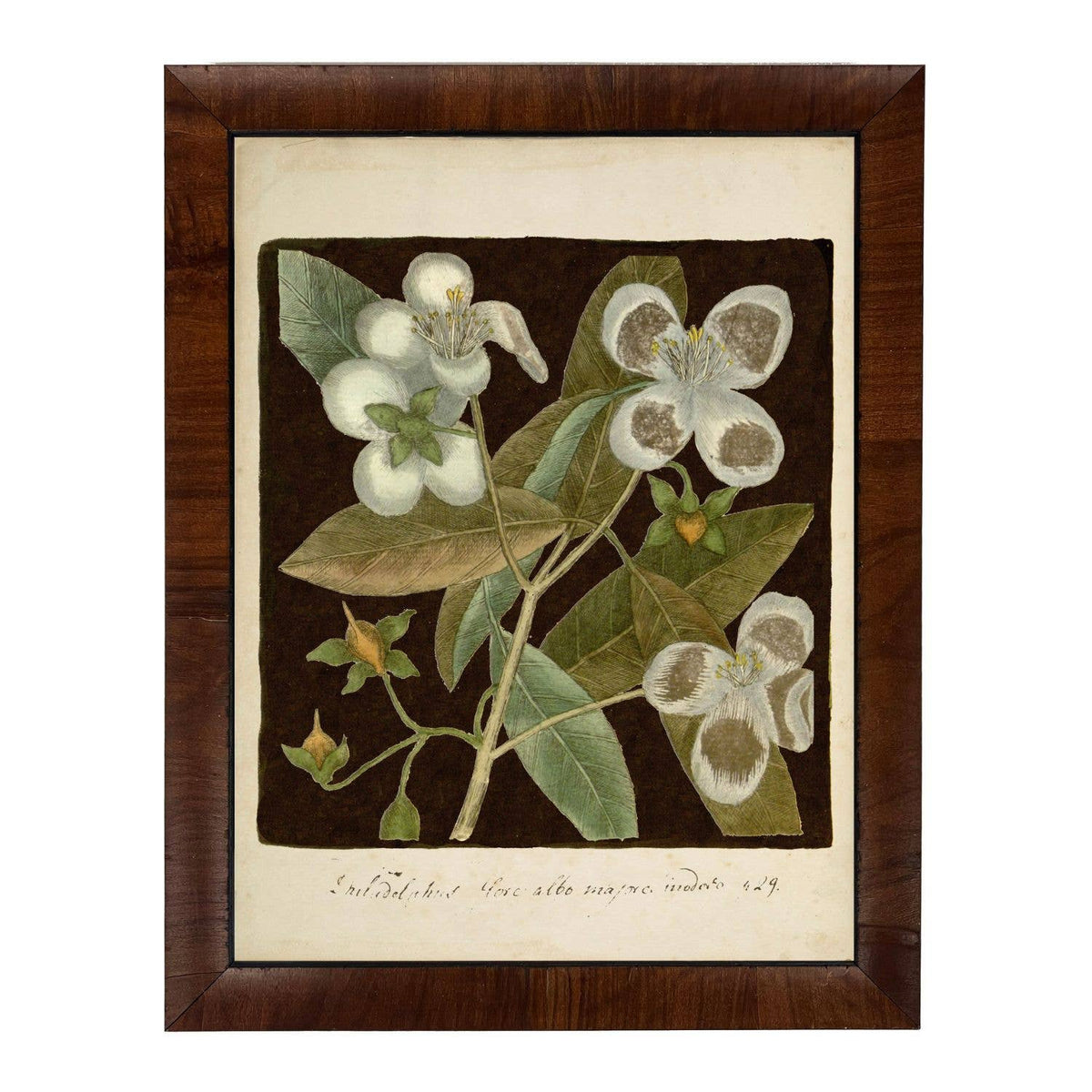 Vintage Floral Print D On Dark Brown Background
