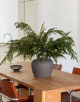 Real Touch Norfolk Pine Branch - 36"