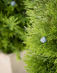 Cedar And Berry Tree