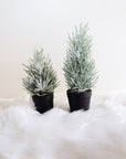 Flocked Tabletop Pine Trees